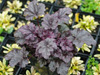 urawka Heuchera 'Plum Pudding'